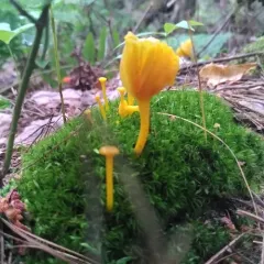 shining waxcap thumbnail 4