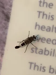 Apiocera barri thumbnail 3