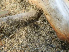 Bembidion zephyrum thumbnail 3