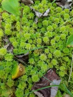 Pale Bog-moss thumbnail 2