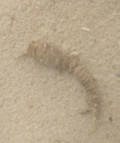 Channeled Whelk thumbnail 3