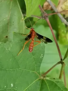 Saranaca elegans thumbnail 2