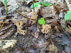 beige coral fungus thumbnail 2