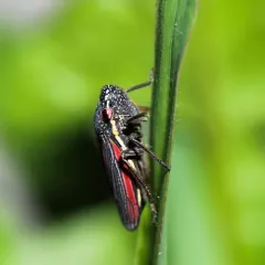 Striped Leafhopper thumbnail 1
