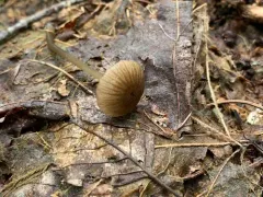 Entoloma watsonii thumbnail 2