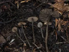 Entoloma dysthales thumbnail 4