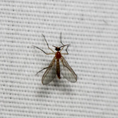Diadocidia ferruginosa