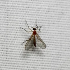 Diadocidia ferruginosa thumbnail 1