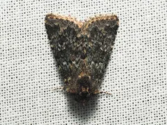 Mossy Pseudobryomima Moth thumbnail 3