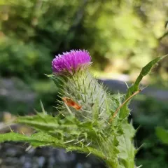 Short-styled Thistle thumbnail 3