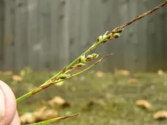 California sedge thumbnail 4