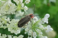 Polemius canadensis thumbnail 1