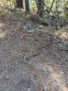 California Mountain Kingsnake thumbnail 4