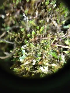 Pseudoleskeella nervosa thumbnail 3
