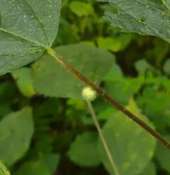 Dasineura pilosa thumbnail 1