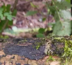 common tarcrust fungus thumbnail 4