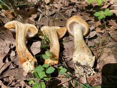 Cortinarius flavifolius