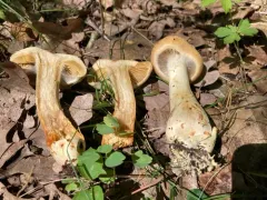 Cortinarius flavifolius thumbnail 1
