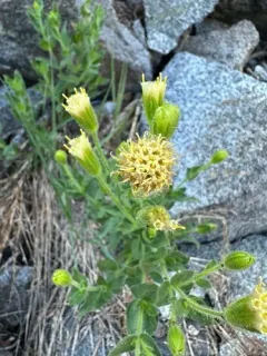 mount shasta arnica thumbnail 3