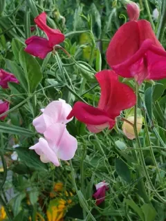 Sweet pea thumbnail 2
