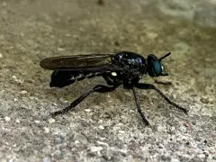Laphria franciscana thumbnail 2