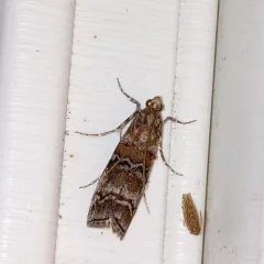 Zimmerman Pine Moth thumbnail 4