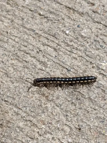 Long-flange Millipede
