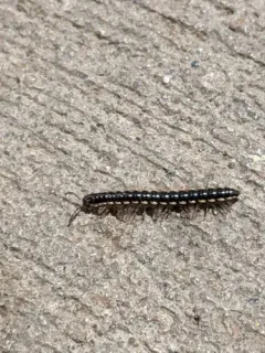 Long-flange Millipede thumbnail 1