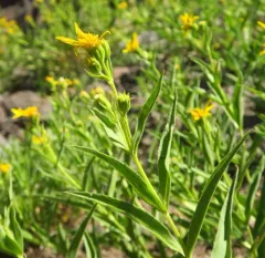 spearleaf arnica thumbnail 3