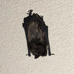Little Brown Bat thumbnail 3
