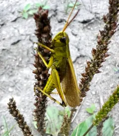 Graceful Sedge Grasshopper thumbnail 3