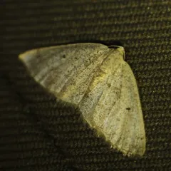 Gray Spring Moth thumbnail 3