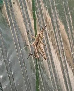 Common Field Grasshopper thumbnail 4
