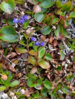 Alpine Speedwell thumbnail 3