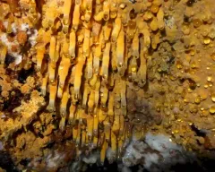 Pirex concentricus thumbnail 3