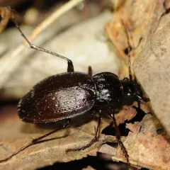 Carabus goryi thumbnail 1
