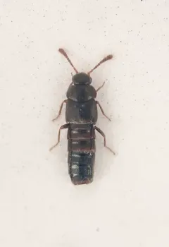 Cyphea wallisi thumbnail 2