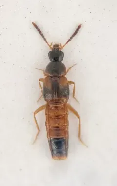 Phymatura blanchardi thumbnail 2