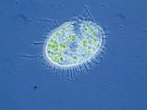 Leptopharynx sphagnetorum