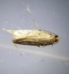 Carolana ascriptella thumbnail 3