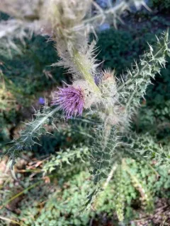 Cirsium tweedyi thumbnail 2