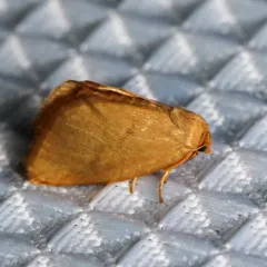 Red-crossed Button Slug Moth thumbnail 1