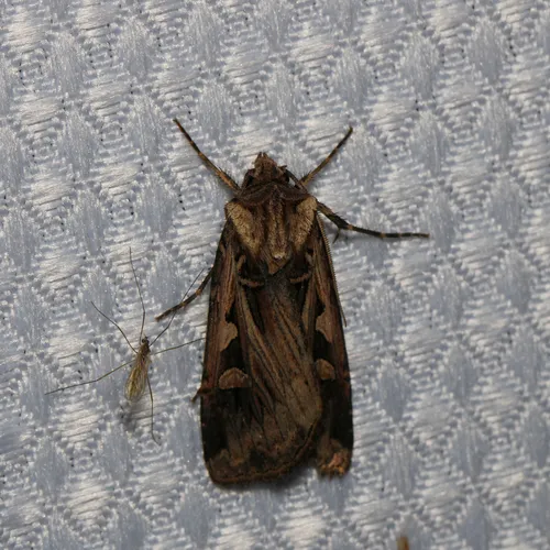 Subgothic Dart
