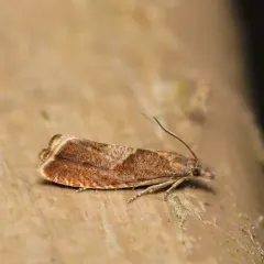 Sharp-winged Drill thumbnail 2