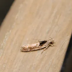 Pseudochelaria pennsylvanica thumbnail 2