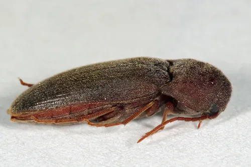 Onichodon downiei