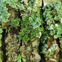 Bottle-brush Frost Lichen thumbnail 4