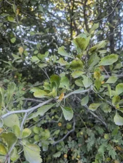 Klamath hawthorn thumbnail 4