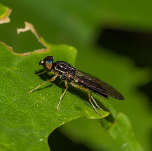 Sargus decorus
