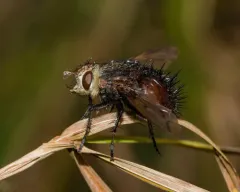 Pararchytas decisus thumbnail 2